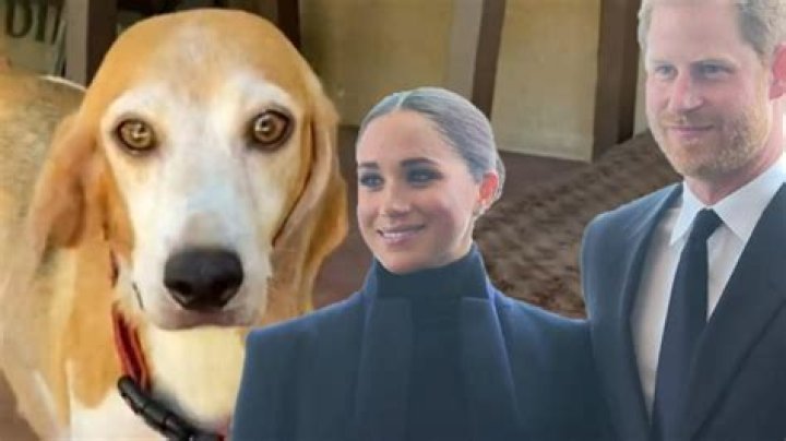 
Meghan Markle And Prince Harry Adopt A Senior Rescue Dog 